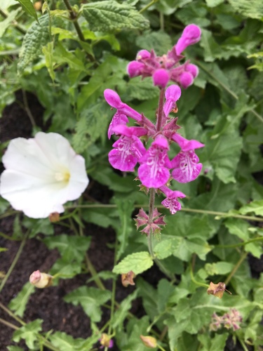 Stachys bullata (California Hedge Nettle) (alternate view 7)