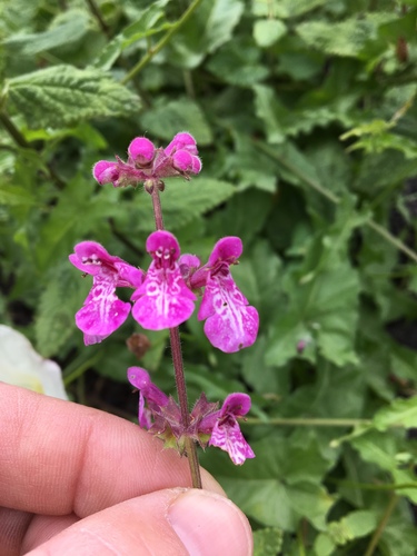 Stachys bullata (California Hedge Nettle) (alternate view 6)