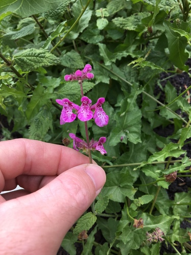 Stachys bullata (California Hedge Nettle) (alternate view 8)