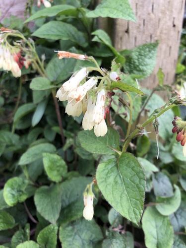 Symphytum grandiflorum (Creeping Comfrey)