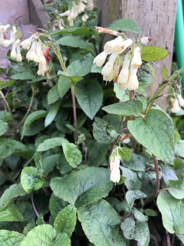 Symphytum grandiflorum (Creeping Comfrey)