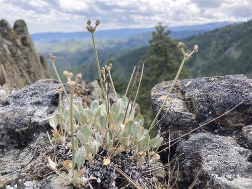 Eriogonum strictum (Strict Buckwheat) (alternate view 5)
