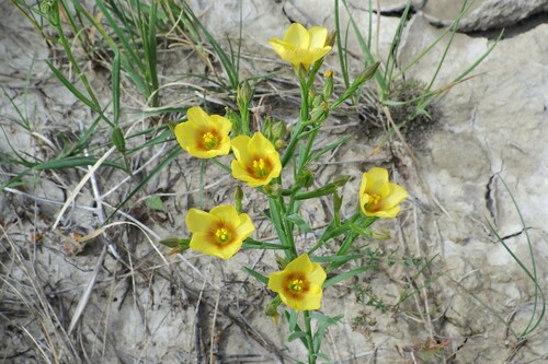 Linum (Flaxes) (alternate view 12)