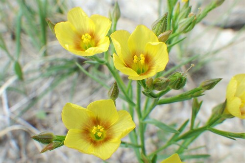 Linum (Flaxes) (alternate view 11)