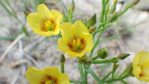 Linum (Flaxes) (alternate view 10)