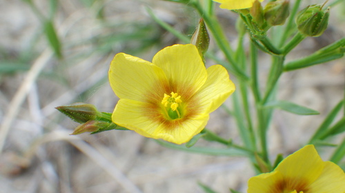 Linum (Flaxes) (alternate view 8)