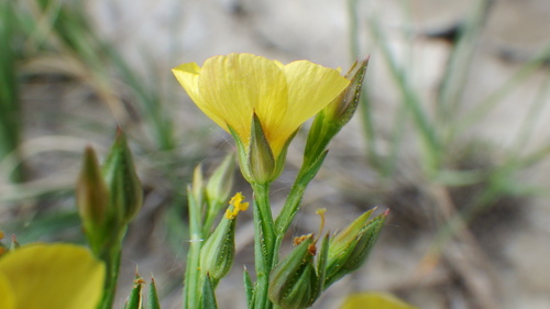 Linum (Flaxes) (alternate view 9)