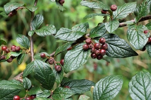 Cotoneaster bullatus (hollyberry cotoneaster) (alternate view 2)