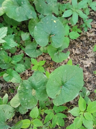Brunnera (alternate view 8)