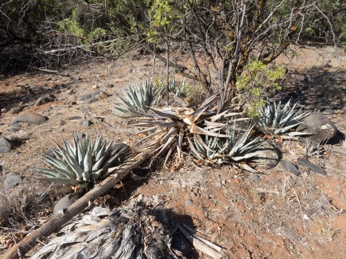 Agave parryi var. couesii (Coues Agave) (alternate view 4)