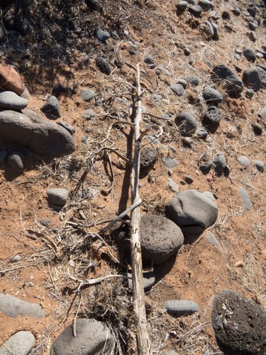 Agave parryi var. couesii (Coues Agave) (alternate view 5)