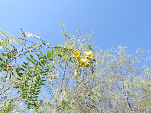 Sesbania (riverhemps) (alternate view 5)