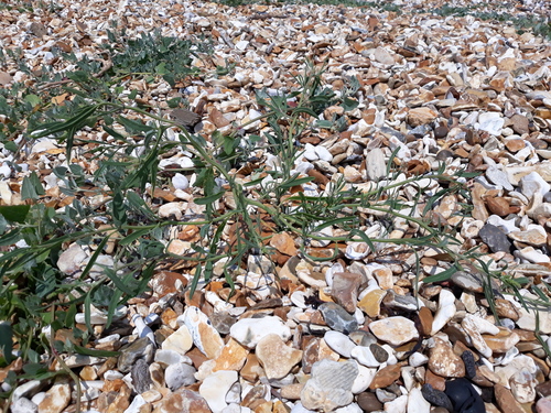 Atriplex littoralis (Grass-leaved Orache)