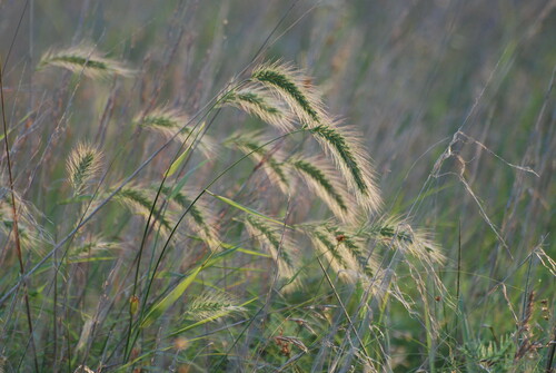 Elymus canadensis (Canada wild rye) (alternate view 5)