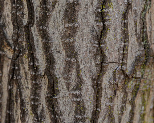 Persea (alternate view 9)