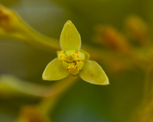 Persea (alternate view 8)