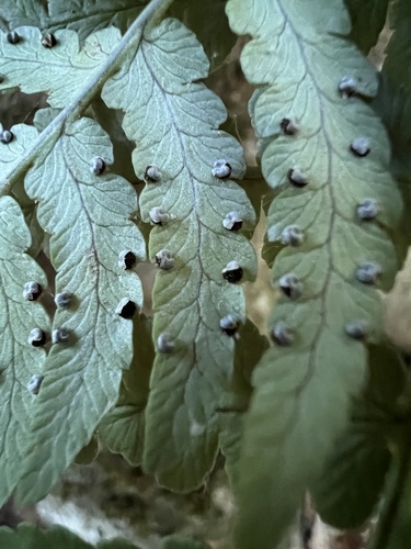 Dryopteris marginalis (marginal wood fern)