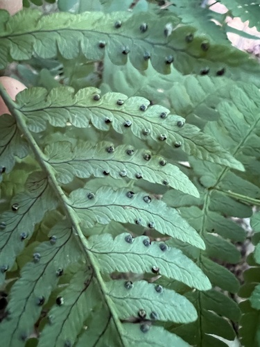 Dryopteris marginalis (marginal wood fern)