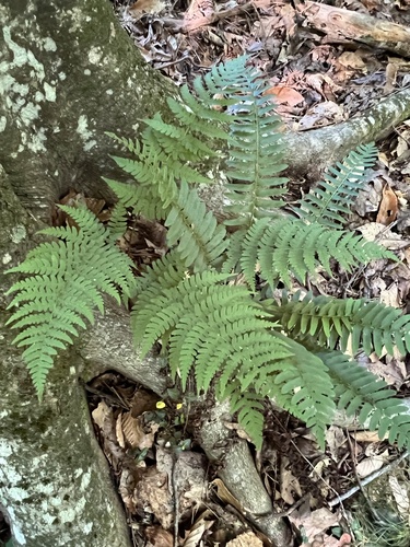 Dryopteris marginalis (marginal wood fern)