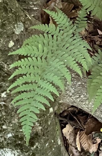 Dryopteris marginalis (marginal wood fern)