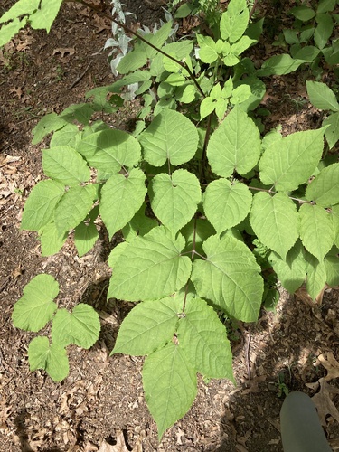 Aralia racemosa (American spikenard) (alternate view 4)
