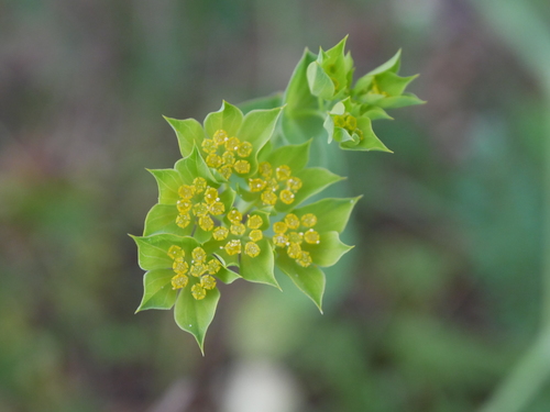 Bupleurum rotundifolium (alternate view 5)
