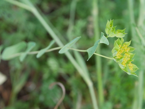 Bupleurum rotundifolium (alternate view 6)
