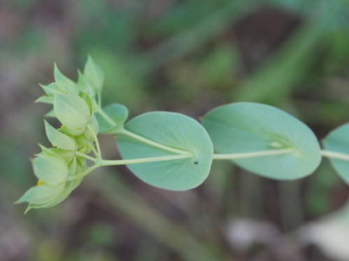Bupleurum rotundifolium (alternate view 7)