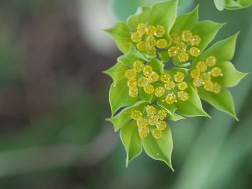 Bupleurum rotundifolium (alternate view 8)