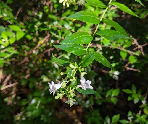 Abelia × grandiflora (Glossy Abelia) (alternate view 3)