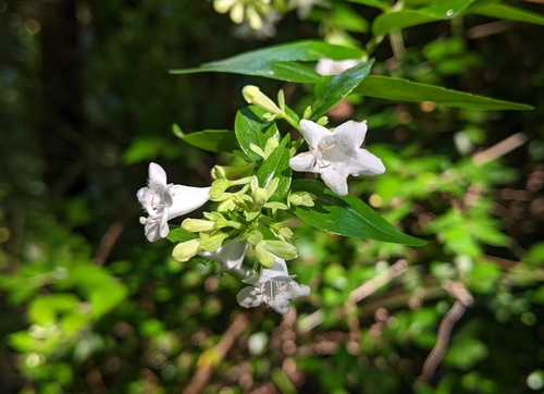 Abelia × grandiflora (Glossy Abelia) (alternate view 4)
