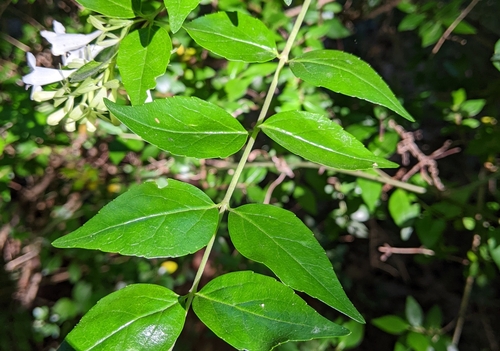 Abelia × grandiflora (Glossy Abelia) (alternate view 5)