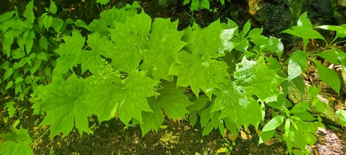 Diphylleia cymosa (Umbrella Leaf) (alternate view 5)