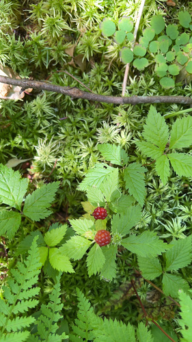 Rubus pubescens (dwarf raspberry) (alternate view 5)