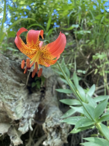 Lilium michiganense (Michigan lily) (alternate view 3)