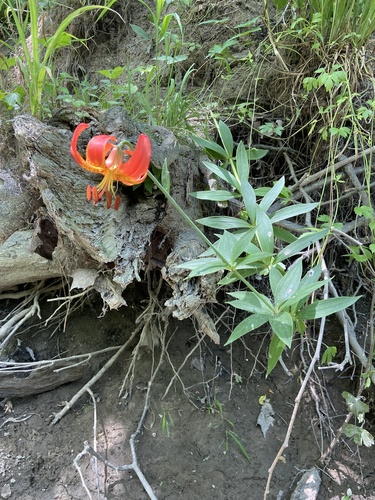 Lilium michiganense (Michigan lily) (alternate view 5)