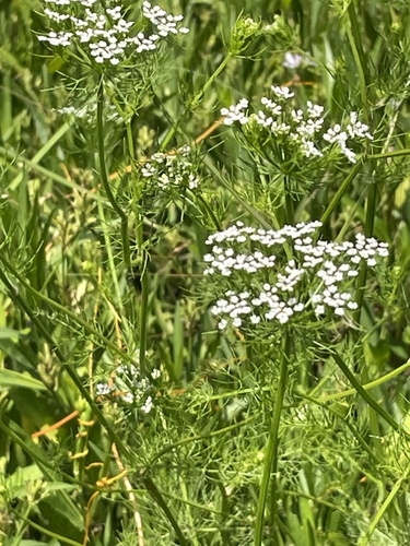 Ptilimnium capillaceum (herbwilliam) (alternate view 6)