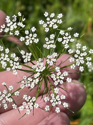 Ptilimnium capillaceum (herbwilliam) (alternate view 7)