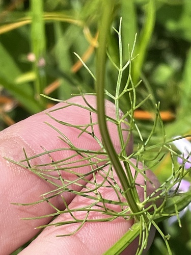 Ptilimnium capillaceum (herbwilliam) (alternate view 9)
