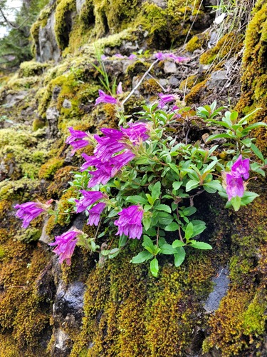 Penstemon cardwellii (Cardwell's Penstemon) (alternate view 2)