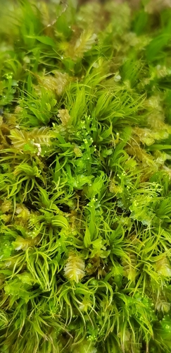 Dicranum (Forkmosses) (alternate view 6)