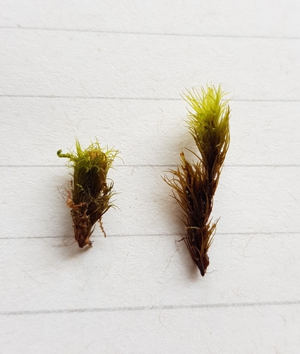 Dicranum (Forkmosses) (alternate view 7)