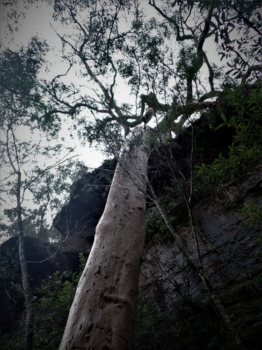 Angophora costata (Smooth-barked apple) (alternate view 5)