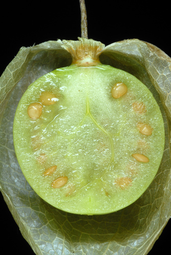 Physalis angulata (cutleaf groundcherry) (alternate view 6)