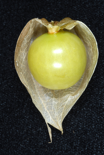 Physalis angulata (cutleaf groundcherry) (alternate view 7)