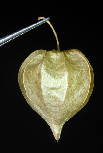 Physalis angulata (cutleaf groundcherry) (alternate view 8)