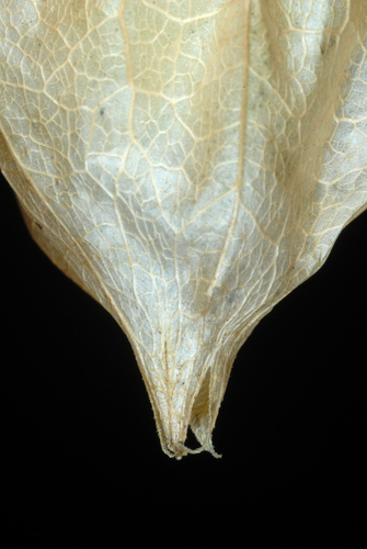 Physalis angulata (cutleaf groundcherry) (alternate view 9)
