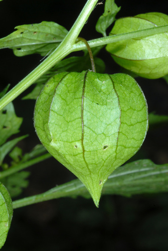 Physalis angulata (cutleaf groundcherry) (alternate view 10)