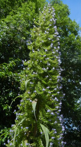 Echium pininana (Giant Viper's-bugloss)