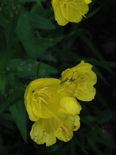 Oenothera tetragona (alternate view 4)